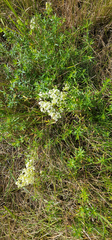 Galium album
