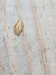 Ectobius pallidus
