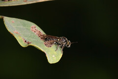 Cerotainia macrocera