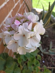 Pelargonium × hybridum