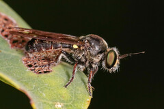 Cerotainia macrocera