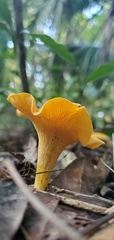 Cantharellus lateritius