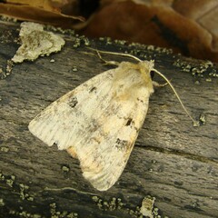 Diarsia mendica