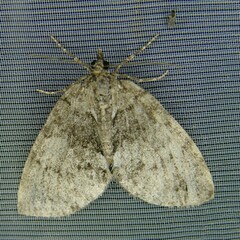 Hydriomena impluviata