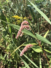 Persicaria extremiorientalis
