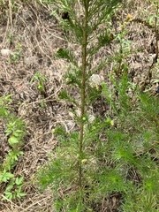 Artemisia capillaris