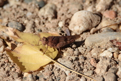 Oedipoda