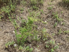 Artemisia capillaris