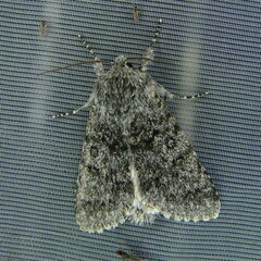 Acronicta euphorbiae