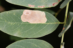 Chrysaster ostensackenella