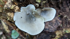 Pluteus salicinus