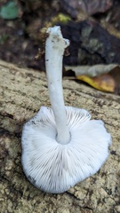 Pluteus salicinus