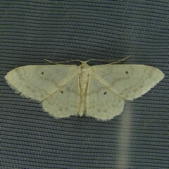 Idaea biselata