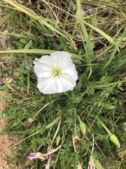 Oenothera acaulis