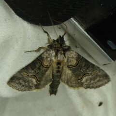 Abrostola asclepiadis