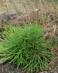 Diphasiastrum complanatum