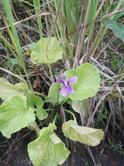 Viola uliginosa