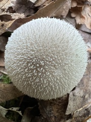 Lycoperdon