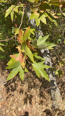 Platanus racemosa