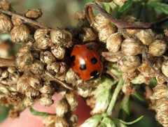 Coccinella magnifica