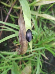 Agabinae
