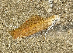 Isophrictis actinopa