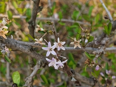 Ehretia rigida nervifolia