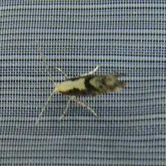 Argyresthia conjugella
