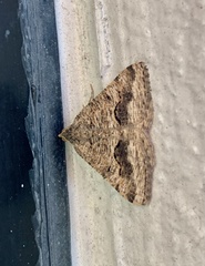 Frederickia s-signata