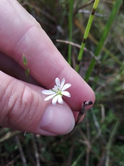 Stellaria palustris