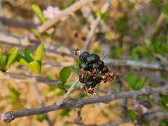 Ehretia rigida nervifolia