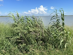 Phragmites australis berlandieri