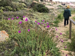 Cistanthe grandiflora