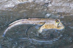 Periophthalmodon schlosseri