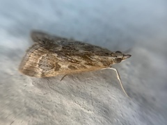 Loxostege allectalis