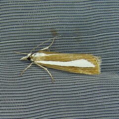Catoptria pyramidellus