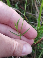 Stellaria palustris