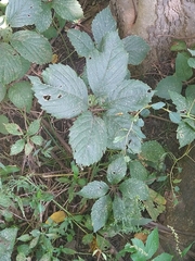 Parthenocissus inserta