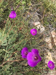 Cistanthe grandiflora
