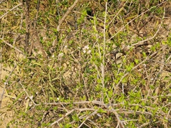 Ehretia rigida nervifolia