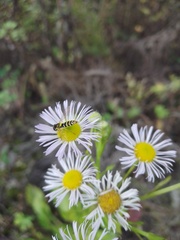 Sphaerophoria scripta