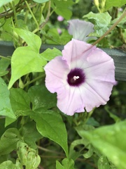 Ipomoea cordatotriloba