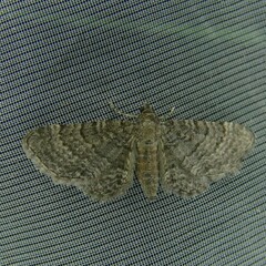 Eupithecia haworthiata