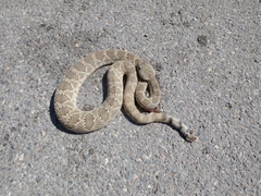 Crotalus scutulatus