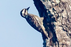 Yungipicus moluccensis