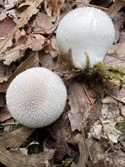Lycoperdon