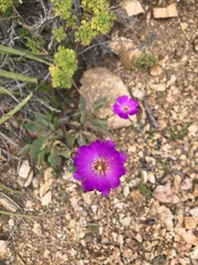 Cistanthe grandiflora