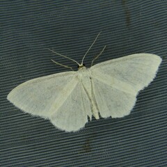 Scopula subpunctaria