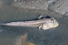 Periophthalmodon schlosseri