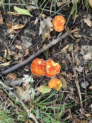 Hygrocybe